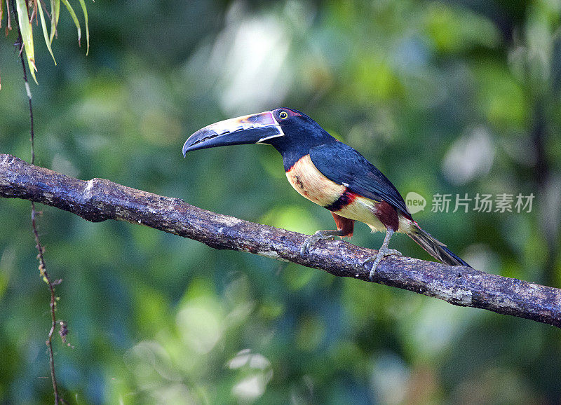 哥斯达黎加，La Selva，有领的阿拉卡里走在树枝上